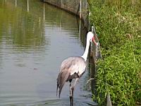 Grue caronculee, Bugeranus carunculatus (Photo F. Mrugala) (1)